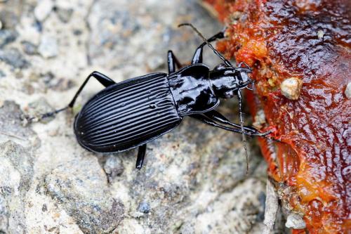 Pterostichus niger