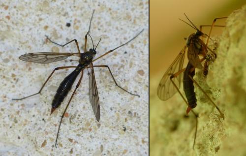 Réf. 176 631 : Ptychoptera sp.