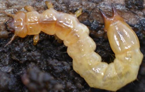Réf. 176 749 : Pyrochroa sp.