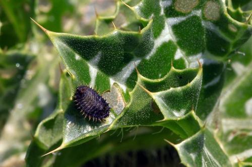 Cassida deflorata