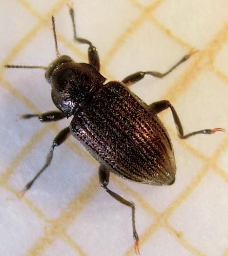 Réf. 176 962 : Normandia sodalis