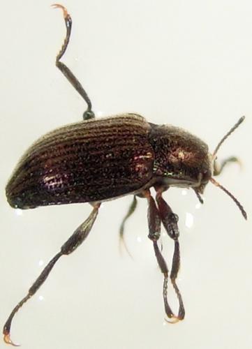 Normandia sodalis