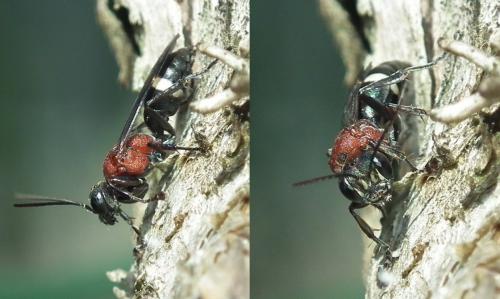 Réf. 176 350 : Oryttus concinnus