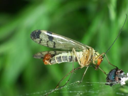 Panorpa cognata
