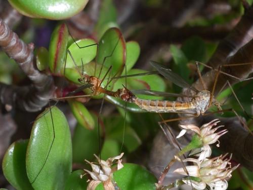 Tipula sp.