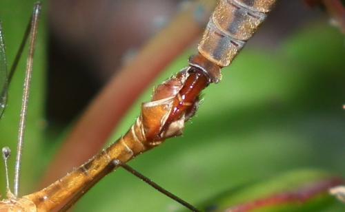 Tipula sp.