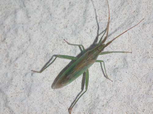 Stenodema laevigata