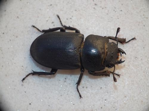 Réf. 176 991 : Dorcus parallelipipedus