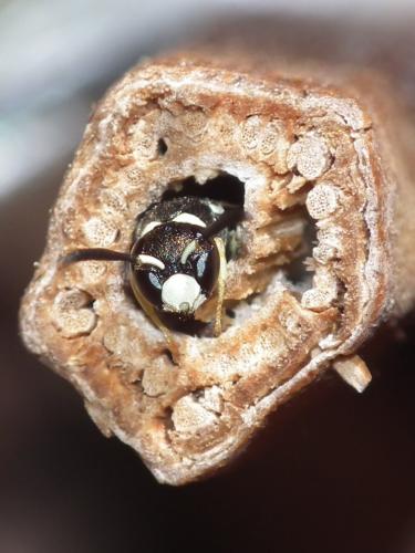 Réf. 176 137 : Microdynerus nugdunensis nugdunensis
