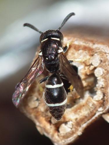 Réf. 176 138 : Microdynerus nugdunensis nugdunensis