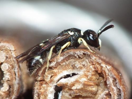 Réf. 176 139 : Microdynerus nugdunensis nugdunensis