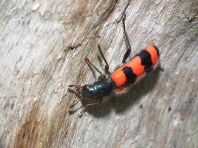 Trichodes apiarius