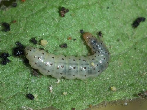 Paracorsia repandalis
