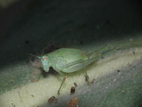 Phaneroptera sp.
