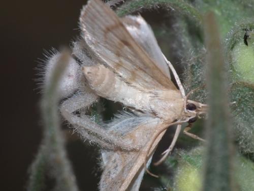 Réf. 176 509 : Paracorsia repandalis