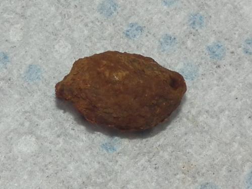 Anthidiellum sp.