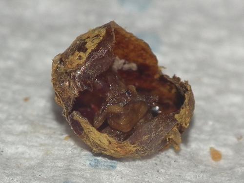 Anthidiellum sp.