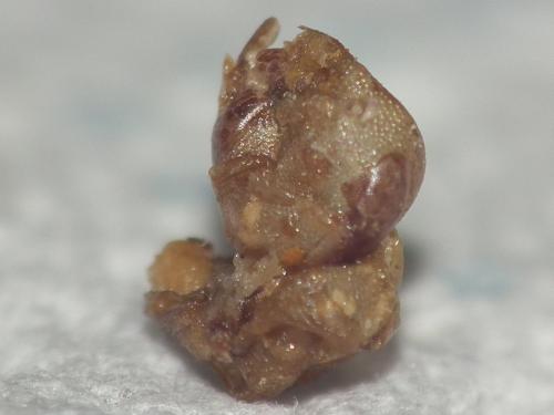 Anthidiellum sp.