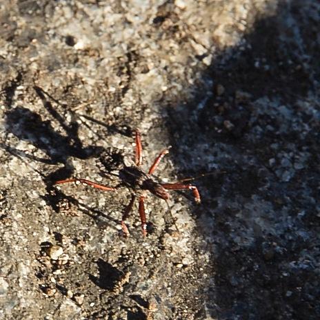 Réf. 176 513 : Rhynocoris erythropus