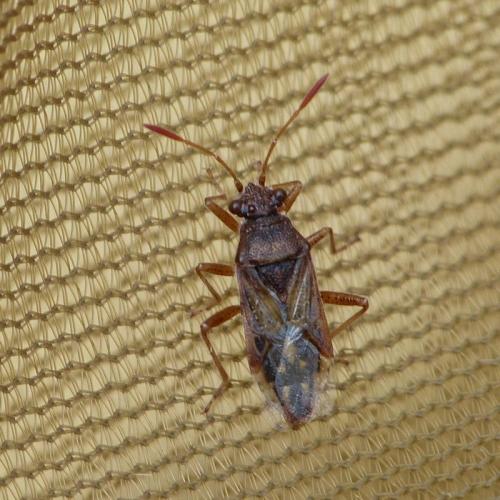 Réf. 176 418 : Rhopalus parumpunctatus