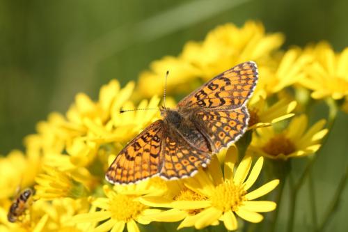 Réf. 176 918 : Melitaea cinxia