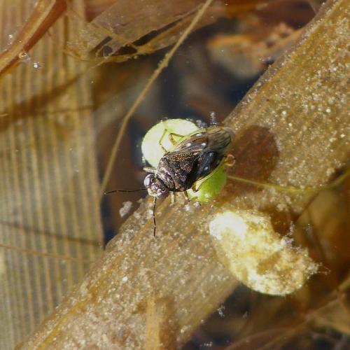 Réf. 176 889 : Saldula sp.