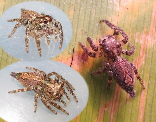Réf. 176 563 : Anarrhotus sp.