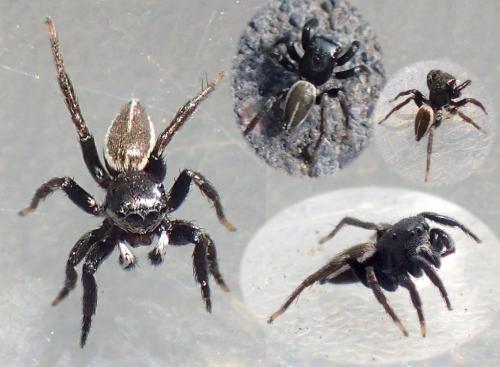 Phlegra lineata