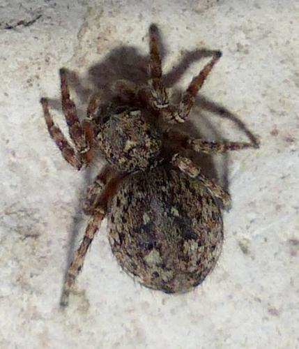 Réf. 176 898 : Attulus pubescens