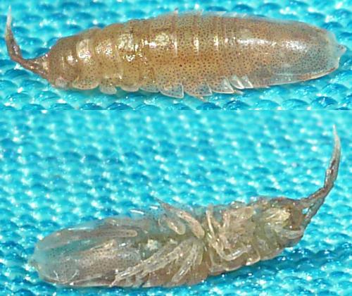 Idotea sp.