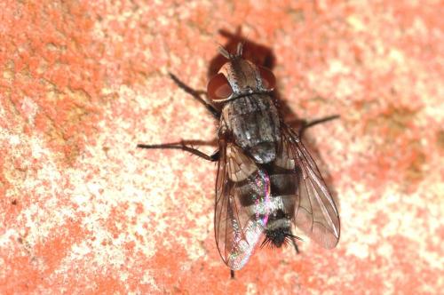 Réf. 176 057 : Sphenometopa sp.