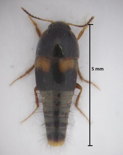 Sepedophilus bipustulatus