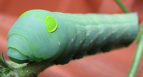 Hippotion geryon