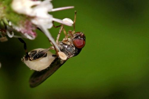 Sphegina sp.