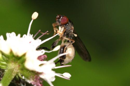 Sphegina sp.