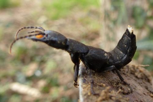 Ocypus sp.