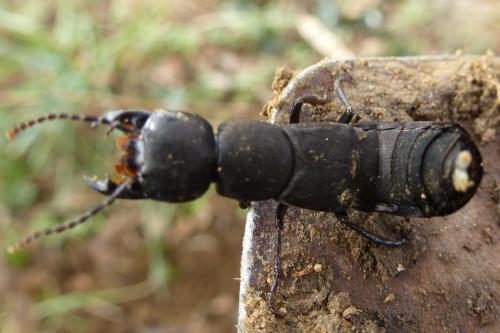 Ocypus sp.