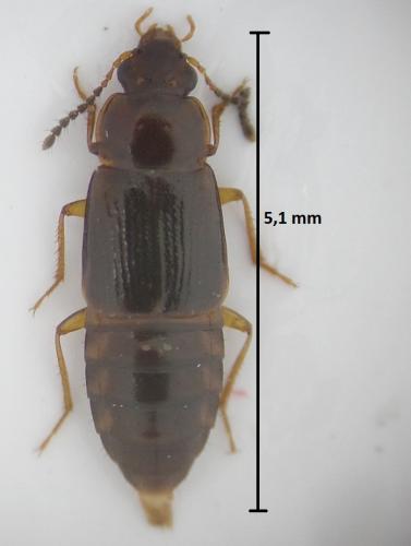 Réf. 176 052 : Phyllodrepoidea crenata