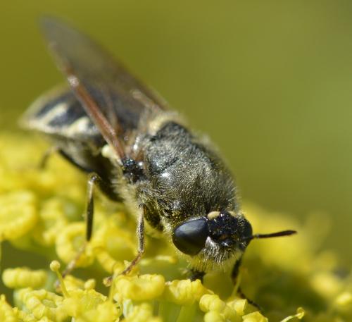 Stratiomys singularior