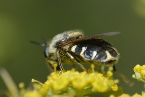 Stratiomys singularior
