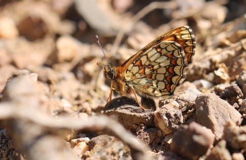 Réf. 176 916 : Melitaea (athalia-aurelia-britomartis)