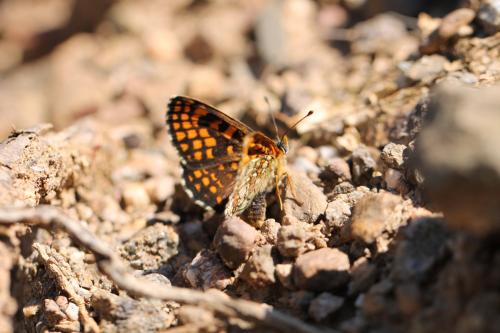 Réf. 176 917 : Melitaea (athalia-aurelia-britomartis)