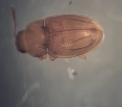 Réf. 176 463 : Symbiotes sp.