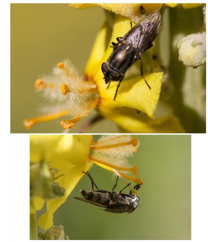 Stomorhina lunata