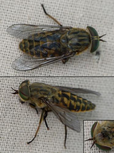 Réf. 176 343 : Tabanus bromius