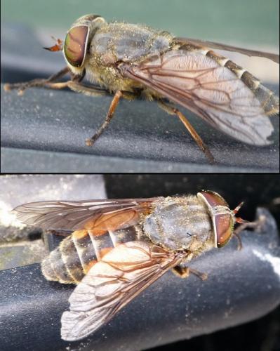 Hybomitra muehlfeldi