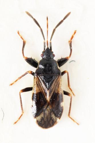Réf. 176 238 : Taphropeltus contractus