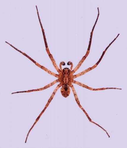 Zoropsis spinimana