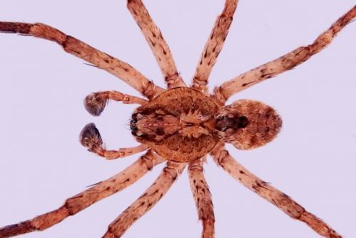 Zoropsis spinimana