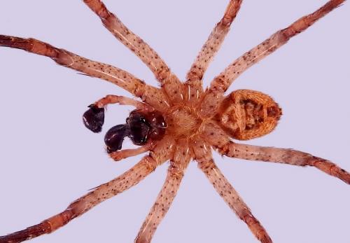 Zoropsis spinimana